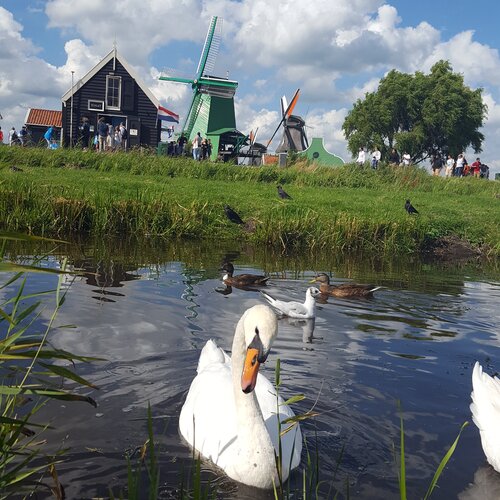 Swan lake at the Zaanse Schans