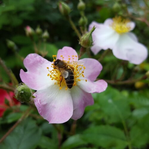 Bee Positive