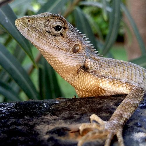 Golden Lizard