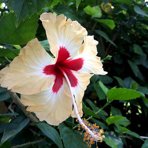 Yellow Red Flower