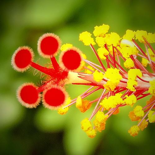 Pollen case