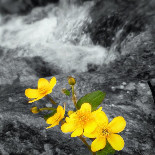 Flower beside Fountain