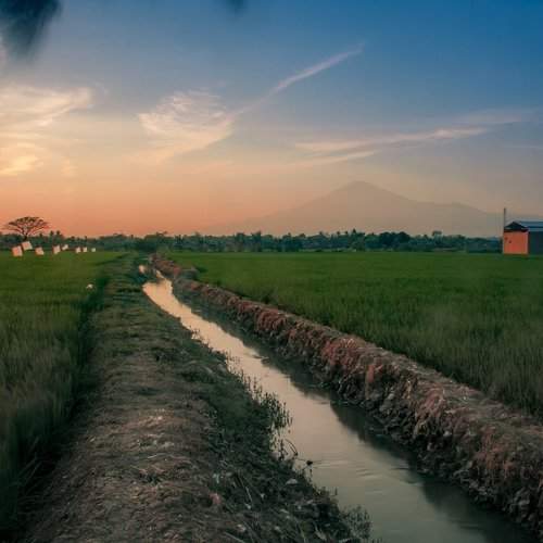 Sunrise & rice field