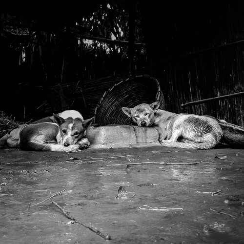 অলস সময় । Lazy time