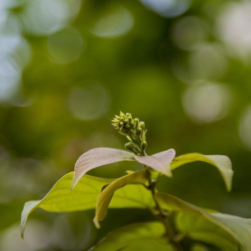leaves