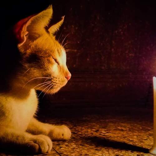 Cats and lights