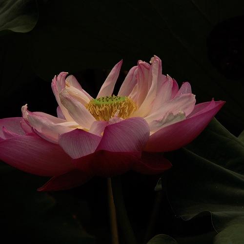Lotus in the Shadows