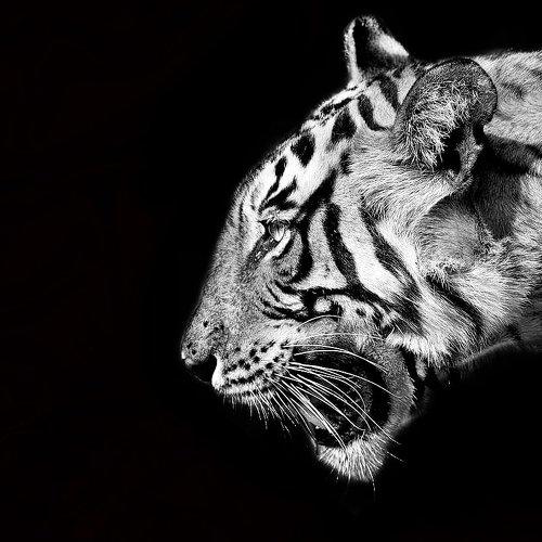 Fearless king