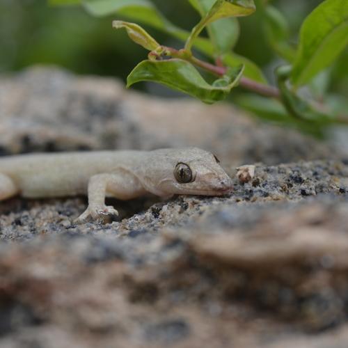 sight seeing lizard