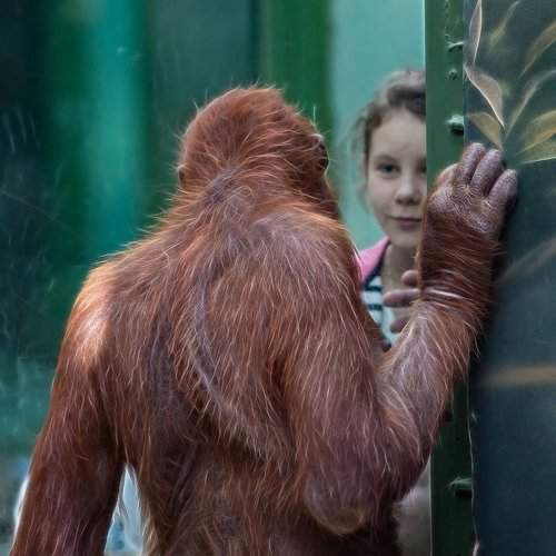 Молчаливый диалог (Silent dialogue)