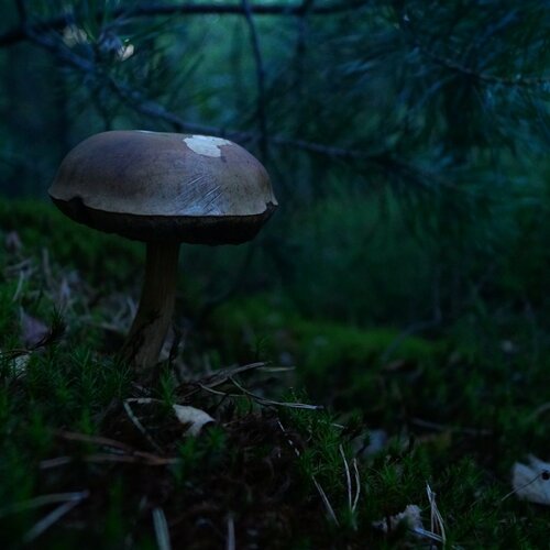 Photo #1884265