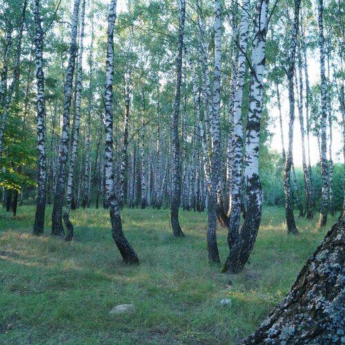 Берёзовая роща