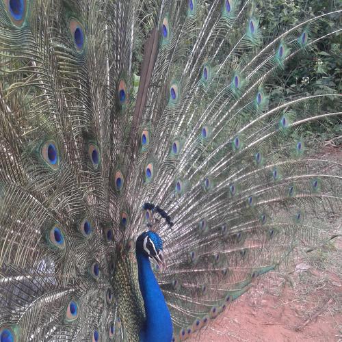 peacock