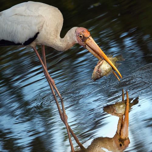 Hunting