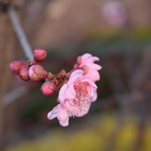 cherry blossom