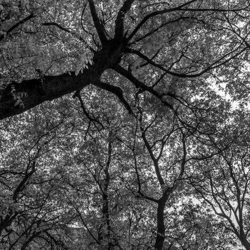Root