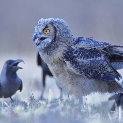 indian eagle owl and house crows