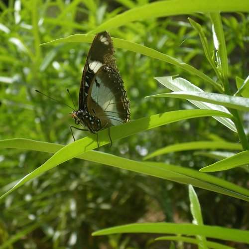 Butterfly and sparrow