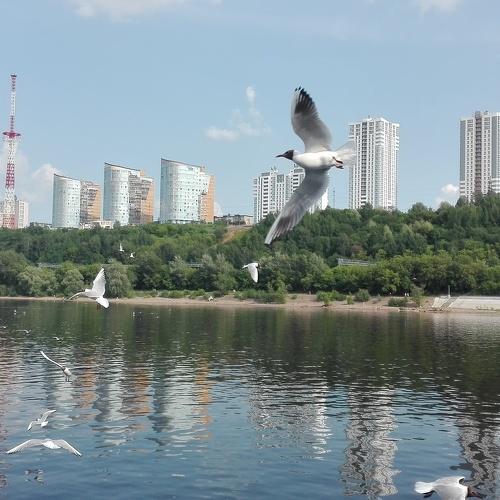 Голодные пермские чайки