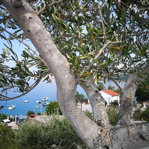 Olive tree