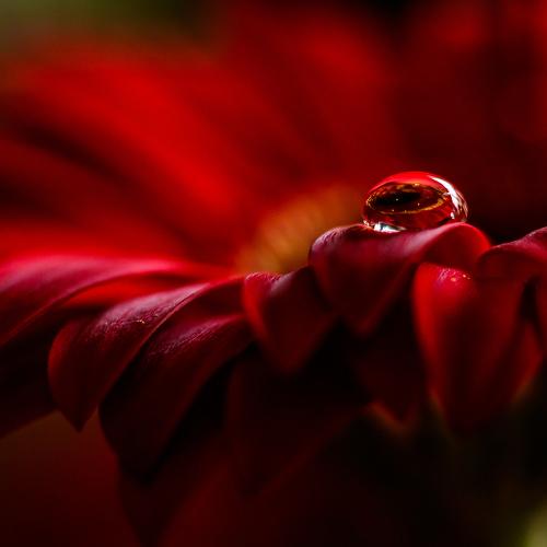 Red base