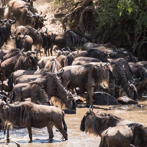 Wildebeest migration