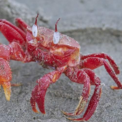 Red Crab Male