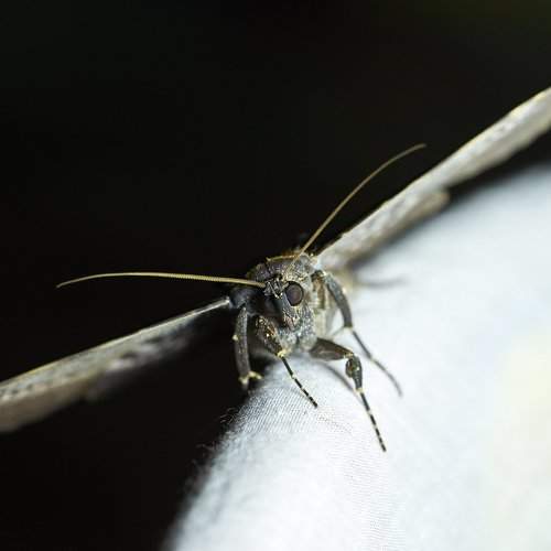 Night fly