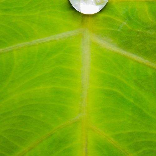 drop of water