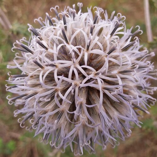 Sphere of beauty