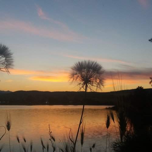 dandelion sunset