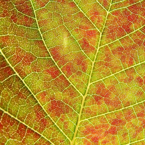 leaf in the sun