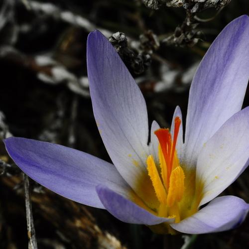 spring comming