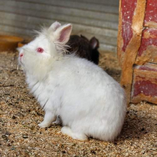 Rabbits