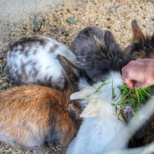 Rabbits eating