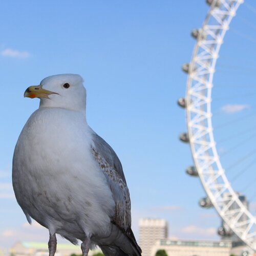 Bird