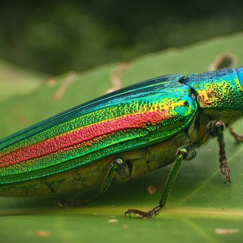 Son dos arc en ciel