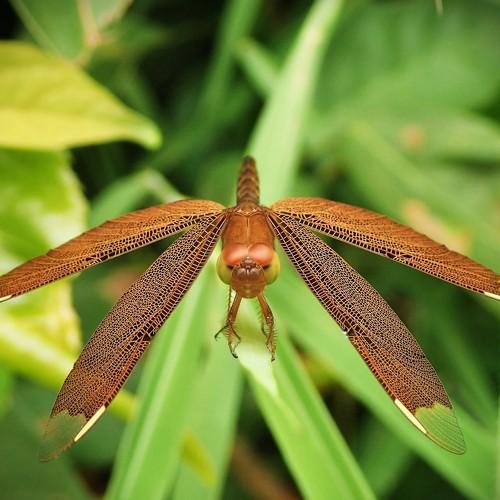 insecte beauté