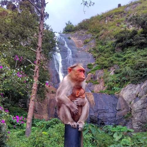 monkeys