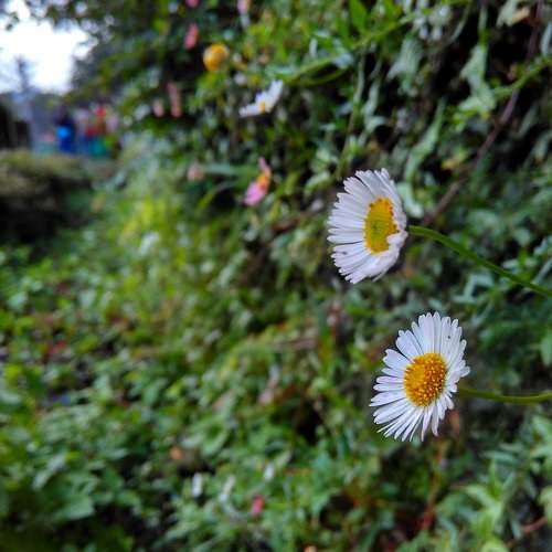 Flowers