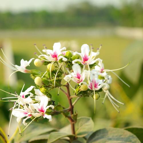 beauty of natural asset..