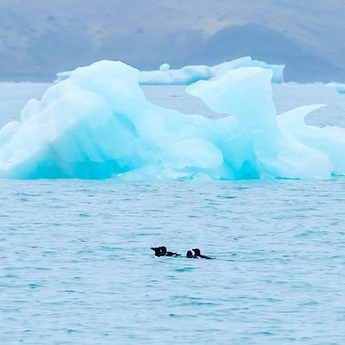 Los patos y el frio