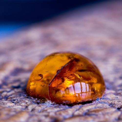 From resin to amber
