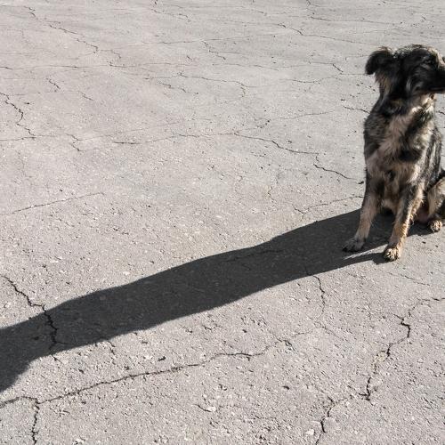 A dog is a friend of man
