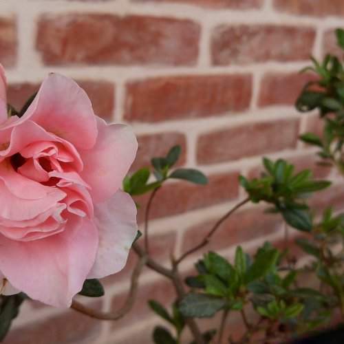 La Vie En Rose