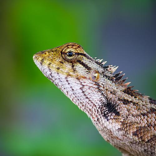 Hungry Chameleon