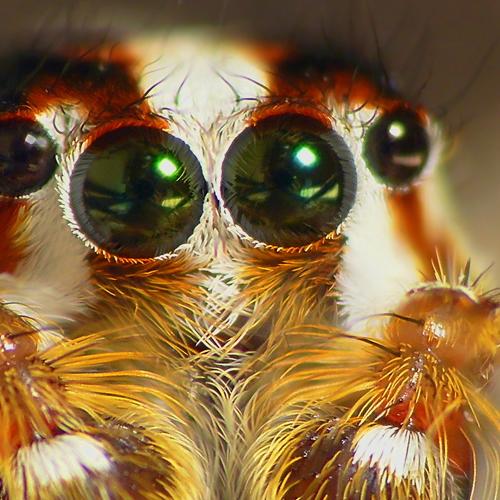 Eyes of Jumping spider