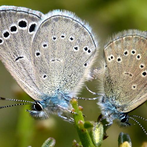 Paphos Blue (Glaucopsyche paphos)
