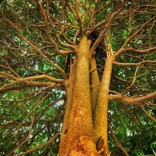 Inside of the tree