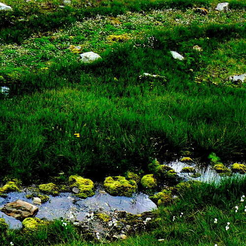 green world